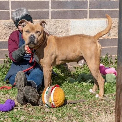 An adult large-sized male Mixed Breed dog named Walden for adoption in Chamblee, GA