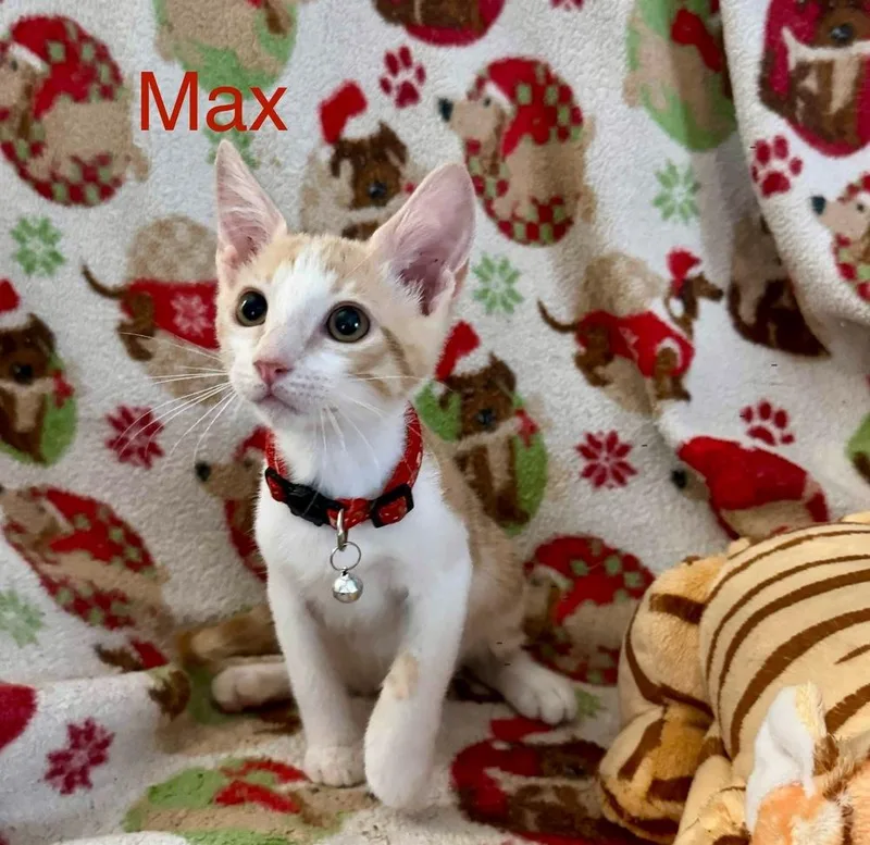 A baby small-sized male Tabby cat named Max for adoption in Orlando, FL
