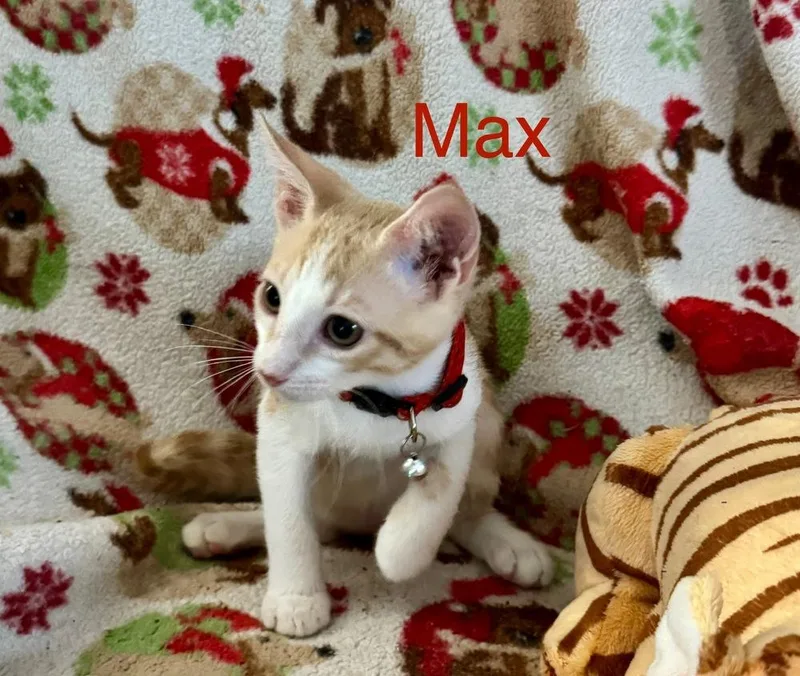 Max thumbnail 2