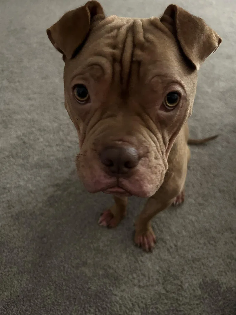 An adult medium-sized male Shar-Pei dog named Brutus Cappuccino for adoption in Lake Forest, CA
