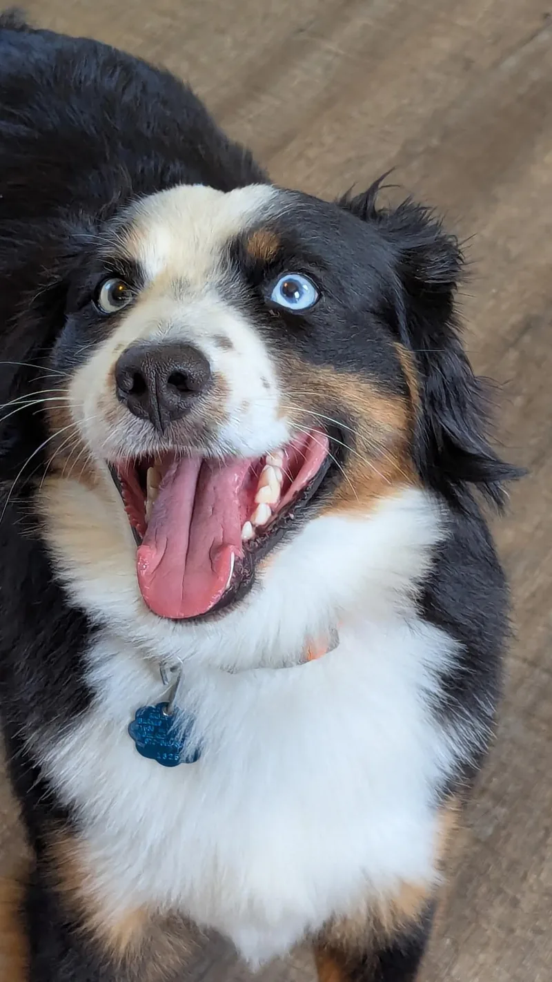Percy