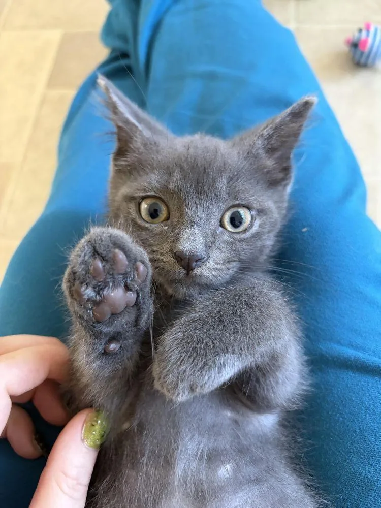 A baby small-sized male Gray / Blue / Silver Domestic Short Hair cat named Diego for adoption in Alexandria, VA
