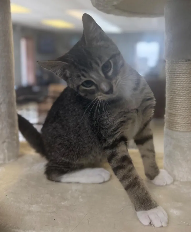 A baby small-sized male Tabby (Brown / Chocolate) Domestic Short Hair cat named South Dakota for adoption in Columbus, NE