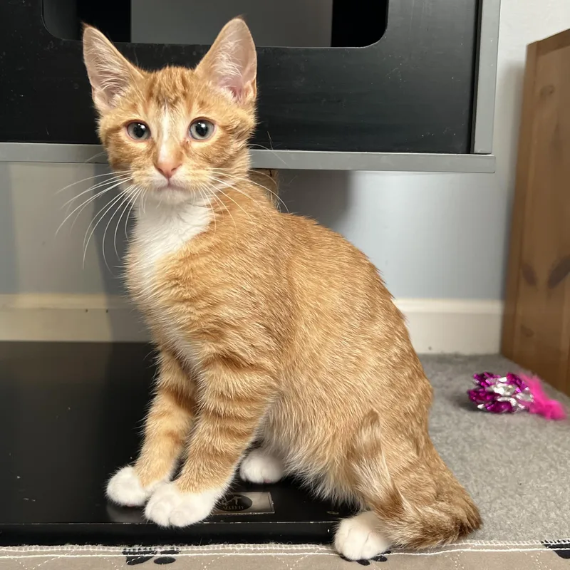 A baby small-sized male Tabby (Orange / Red) Domestic Short Hair cat named Queso for adoption in Stoughton, WI
