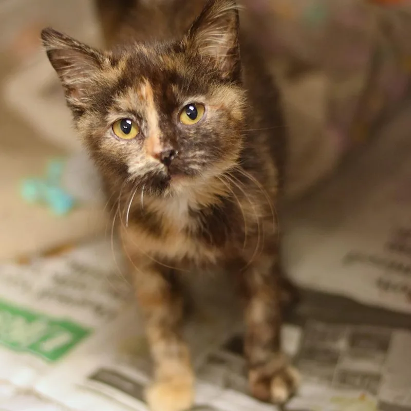 A baby small-sized female Tortoiseshell Domestic Short Hair cat named Toast for adoption in Belleville, IL