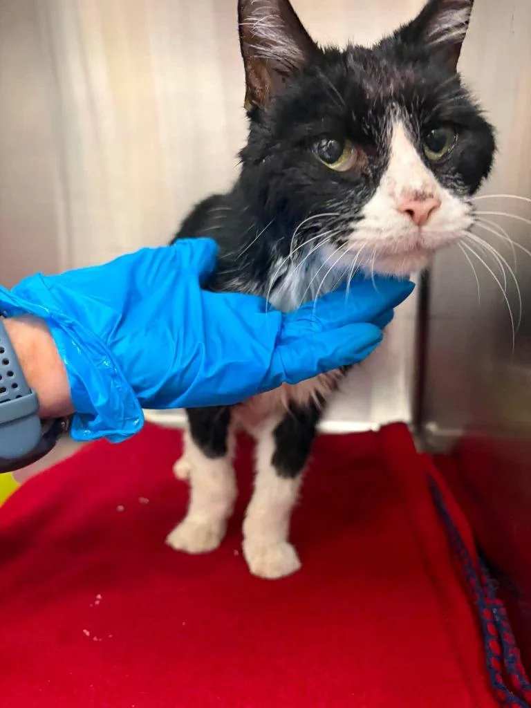 A senior medium-sized male Domestic Short Hair cat named Ole Man for adoption in Republic, MO