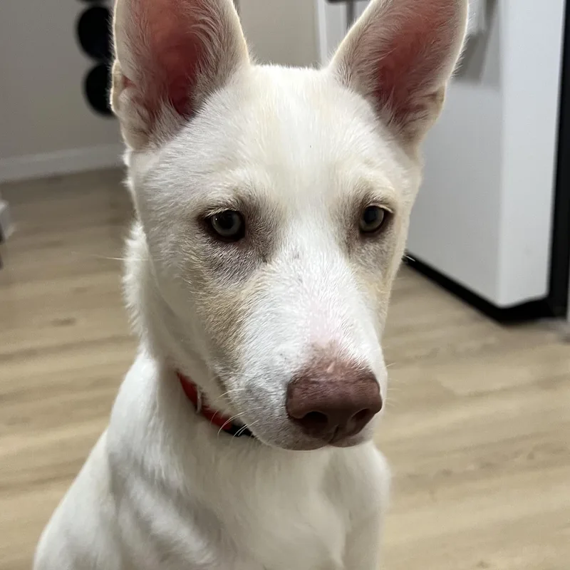 A baby medium-sized female Siberian Husky dog named Molly for adoption in Krum, TX