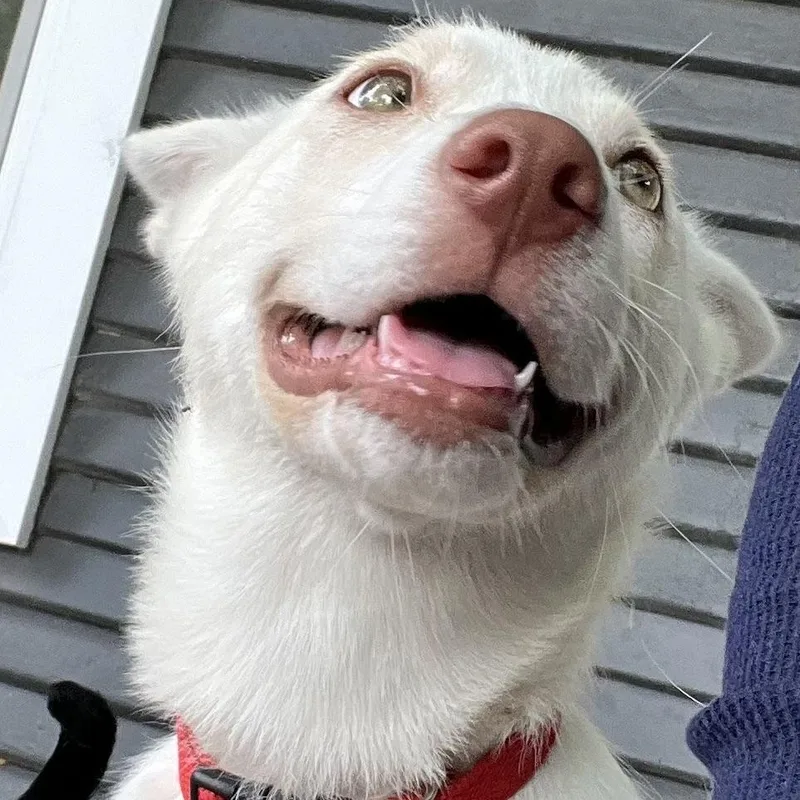 Molly thumbnail 3