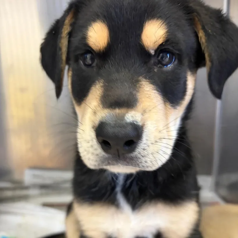 A baby small-sized male Black Mixed Breed dog named Ronan for adoption in Ardmore, OK