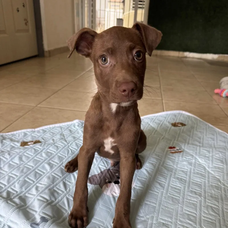 A young medium-sized male Brown / Chocolate Labrador Retriever dog named Tater for adoption in New York, NY