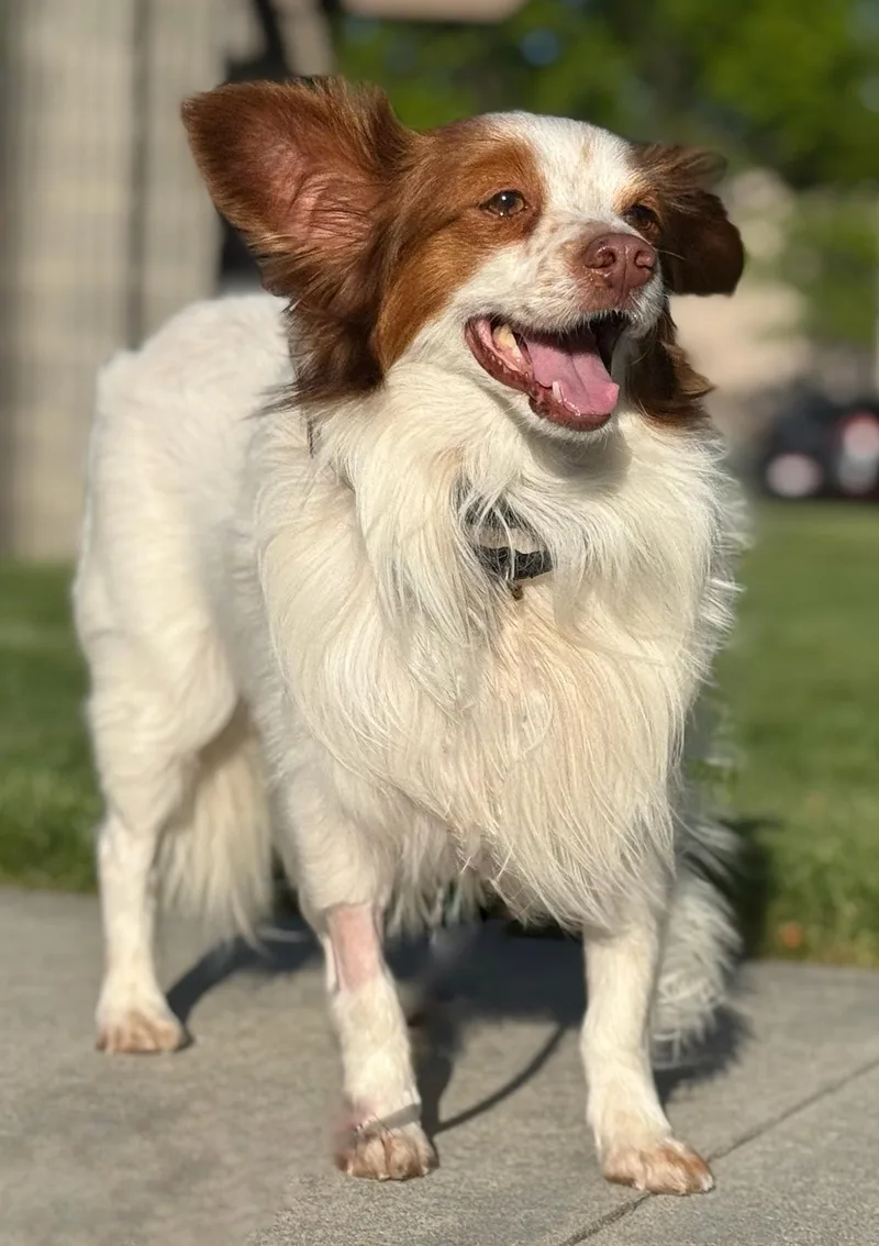An adult medium-sized male Papillon dog named Chester for adoption in Twin Falls, ID