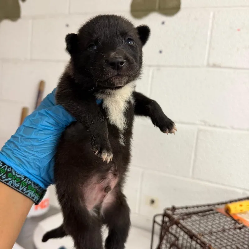 A baby medium-sized male Black Shepherd dog named Nutmeg for adoption in Edinburg, TX
