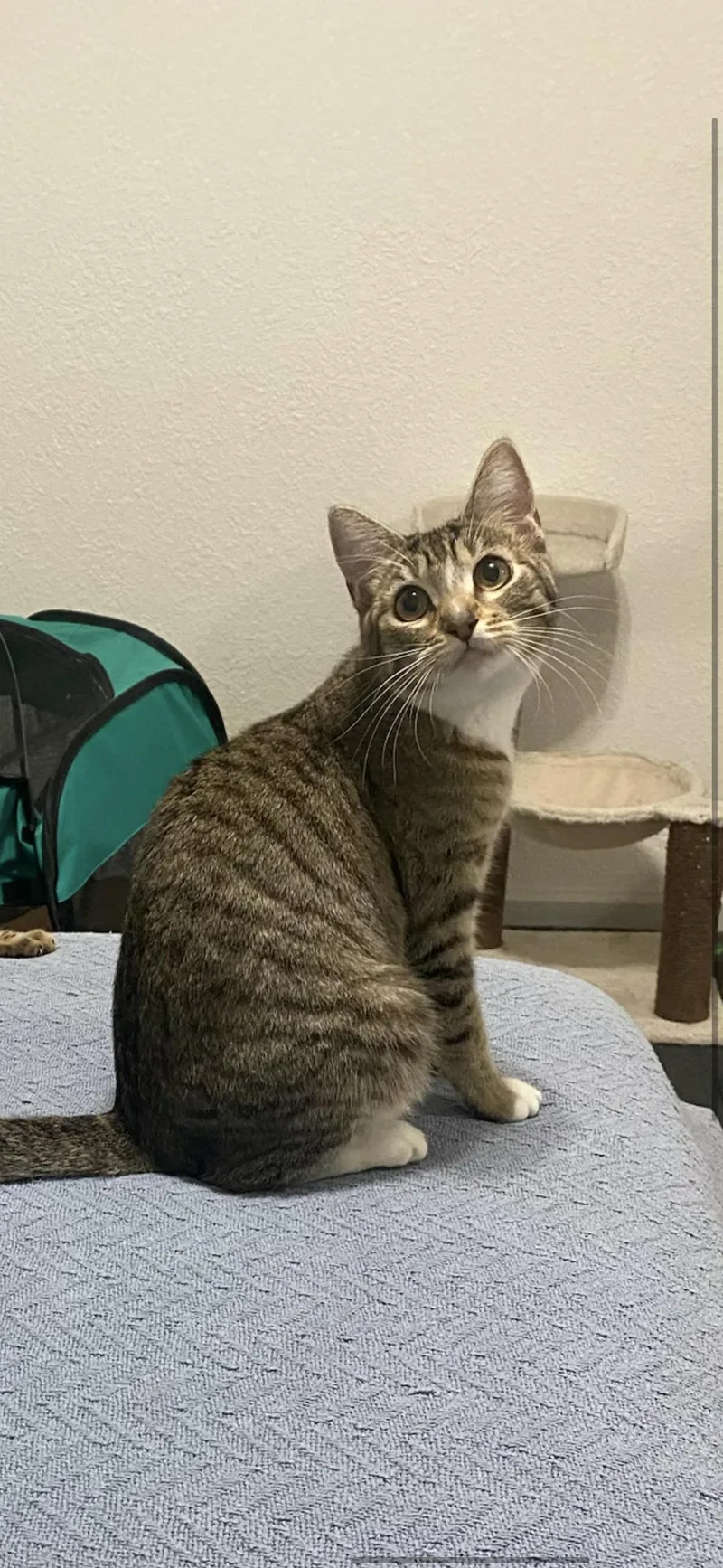 A baby small-sized female Tabby (Brown / Chocolate) Domestic Short Hair cat named Teddy for adoption in Hayward, CA