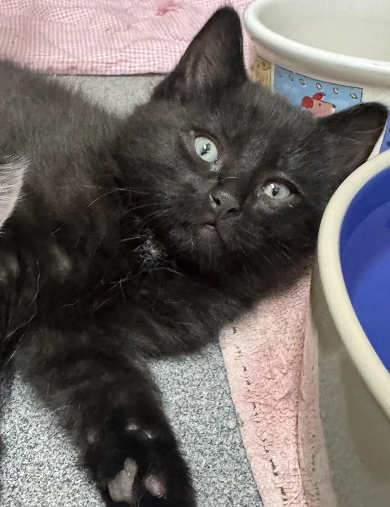 A baby medium-sized female Black Domestic Short Hair cat named Daisy for adoption in Tomah, WI
