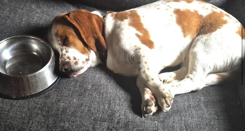 An adult medium-sized male Basset Hound dog named Angus for adoption in Brookville, OH
