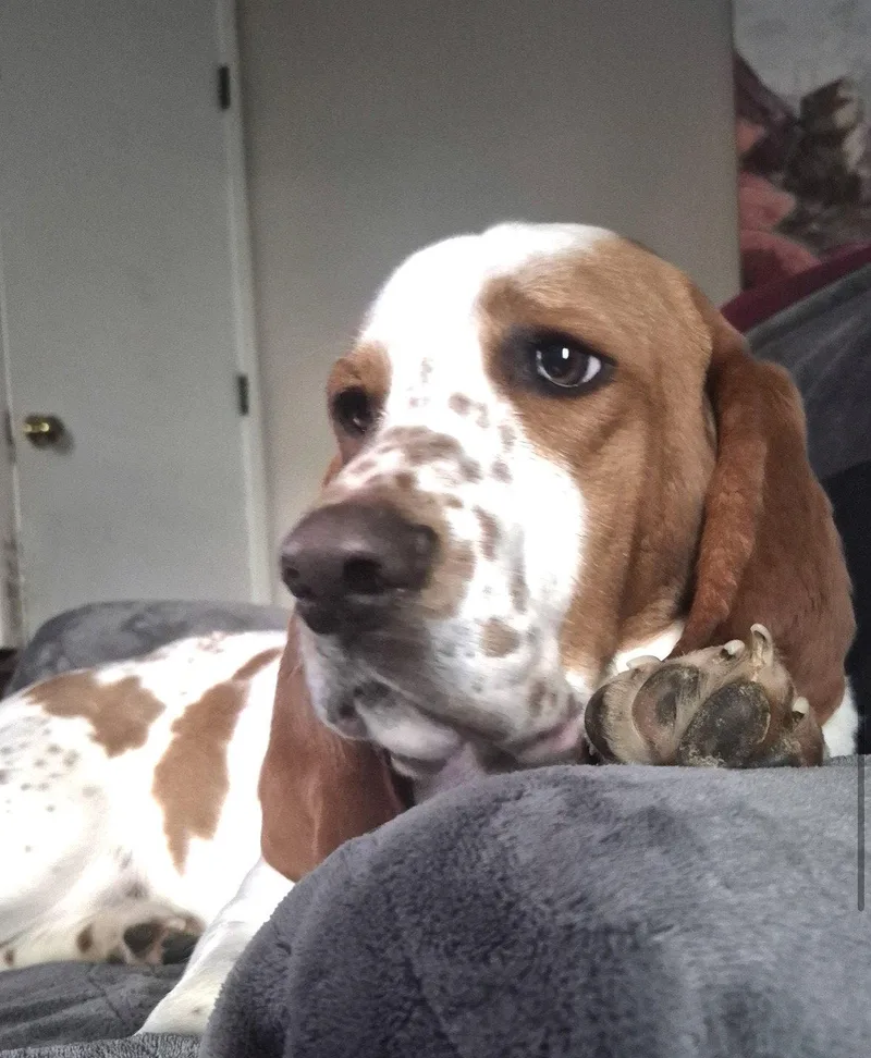 Angus thumbnail 2