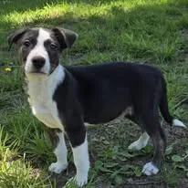 Turk