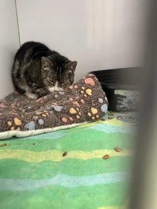 Squeakers thumbnail 2