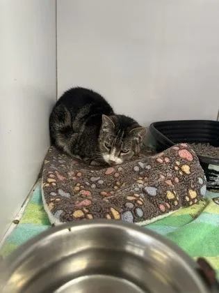 Squeakers thumbnail 3