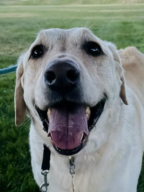An adult large-sized male Labrador Retriever dog named Happy Hank for adoption in Salt Lake City, UT