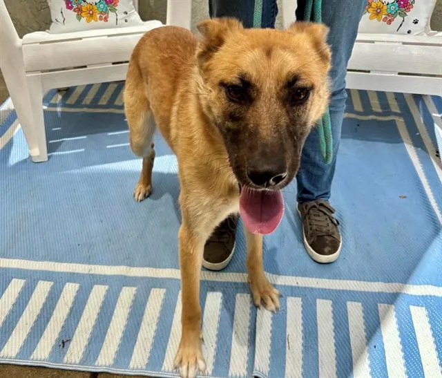 A young medium-sized female Belgian Shepherd / Malinois dog named Betty for adoption in Santa Rosa, CA