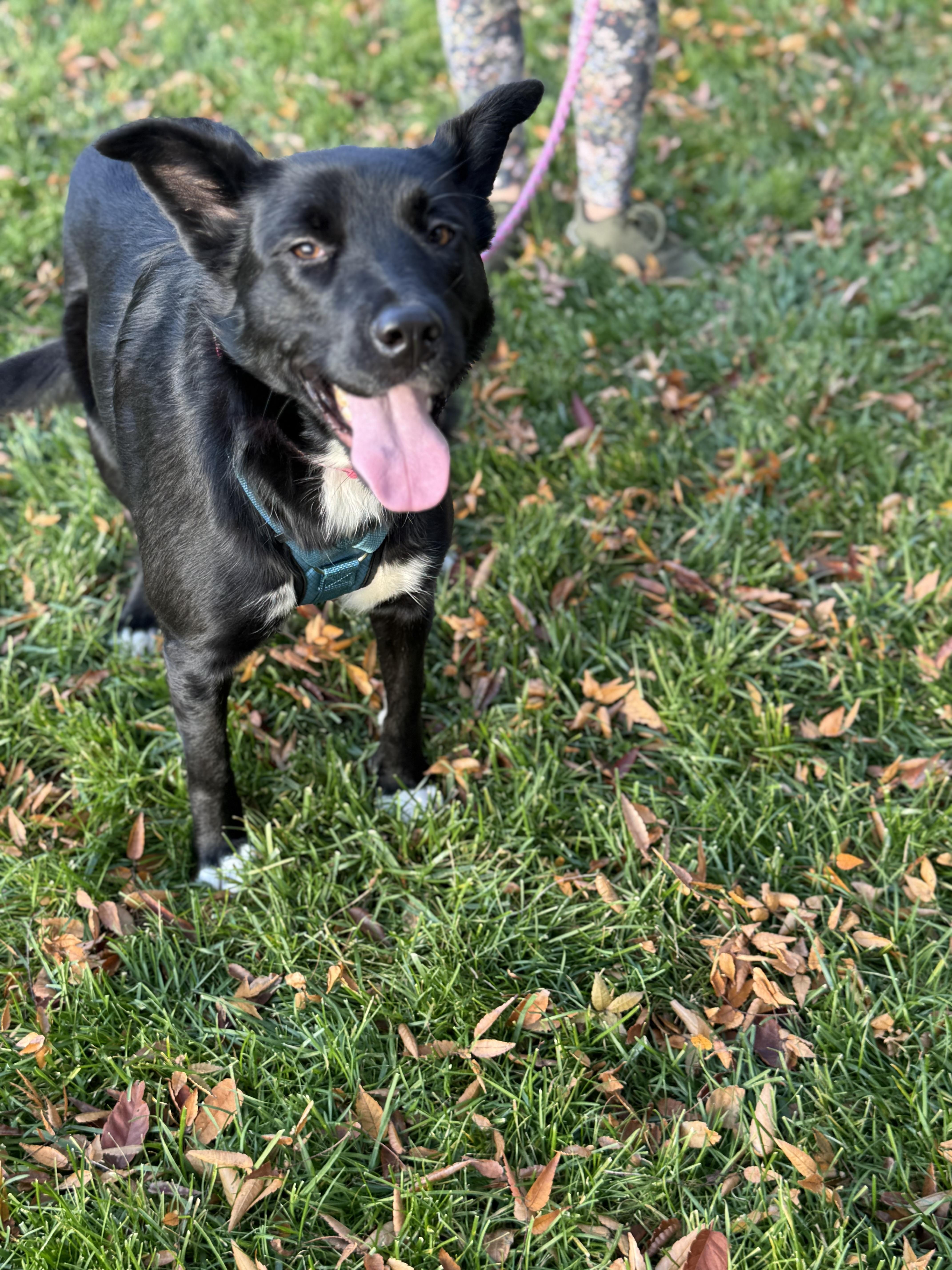 Biscotti