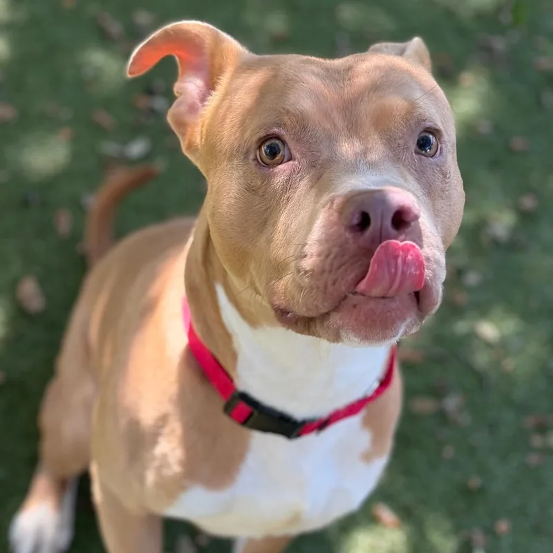 An adult large-sized male Yellow / Tan / Blond / Fawn Mixed Breed dog named Dancer for adoption in Titusville, FL
