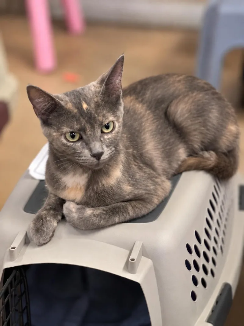 A young medium-sized female Domestic Short Hair cat named Sweetie Plush for adoption in Chandler, AZ