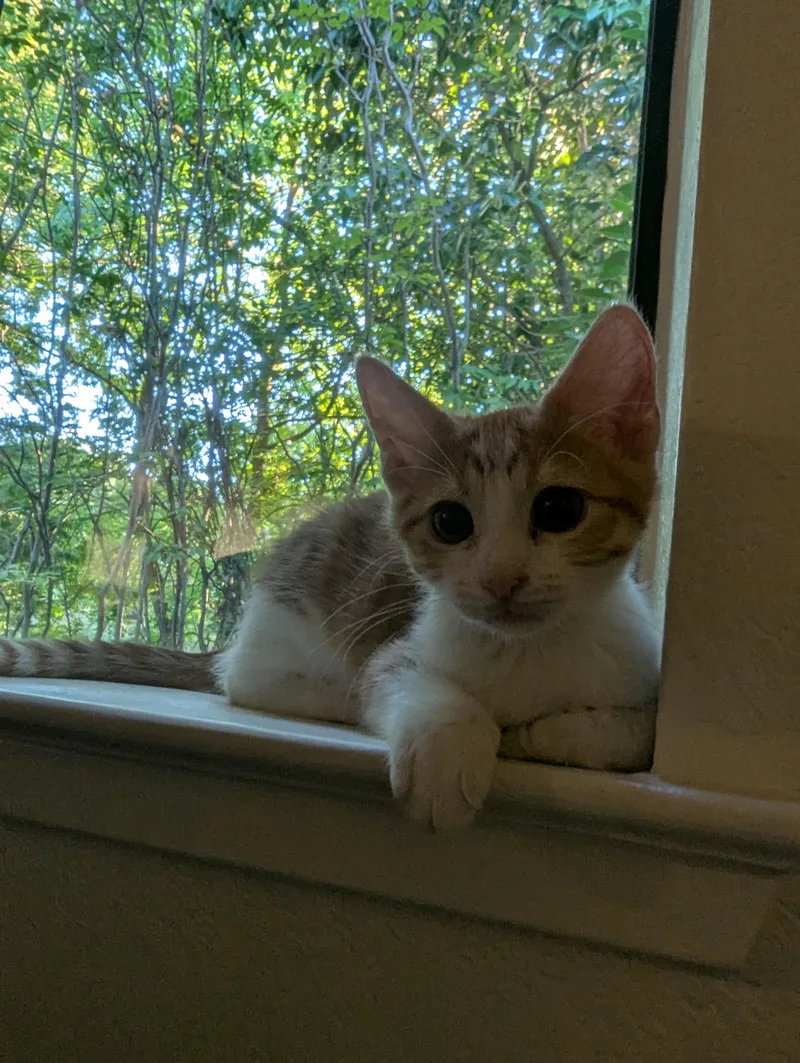 A baby medium-sized male Orange & White Domestic Short Hair cat named Ferrysburg for adoption in Davis, CA