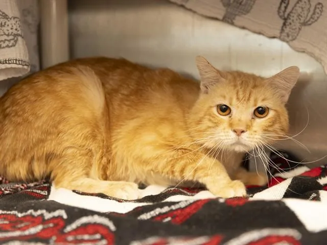 An adult medium-sized male Domestic Short Hair cat named Kristoff for adoption in Phoenix, AZ