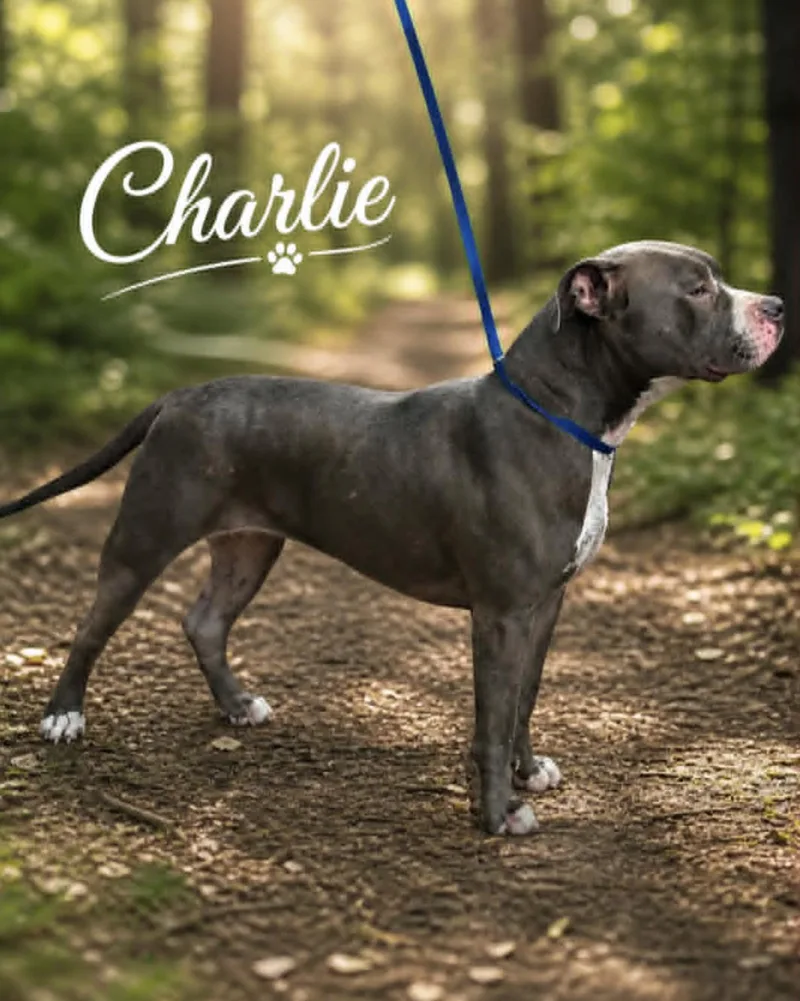 Charlie Pit