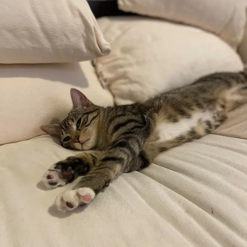 A young small-sized female Brown / Chocolate Domestic Short Hair cat named Arthur for adoption in Plainfield, IL