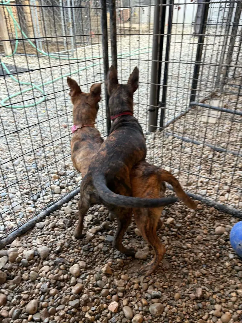 A baby medium-sized female Brindle Terrier dog named Soundwave for adoption in Sterling Heights, MI
