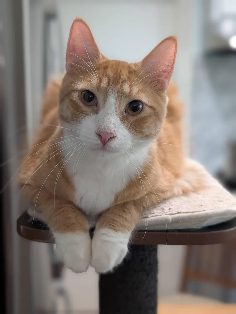 A young small-sized male Orange & White Domestic Medium Hair cat named Carinoso for adoption in Mission Viejo, CA