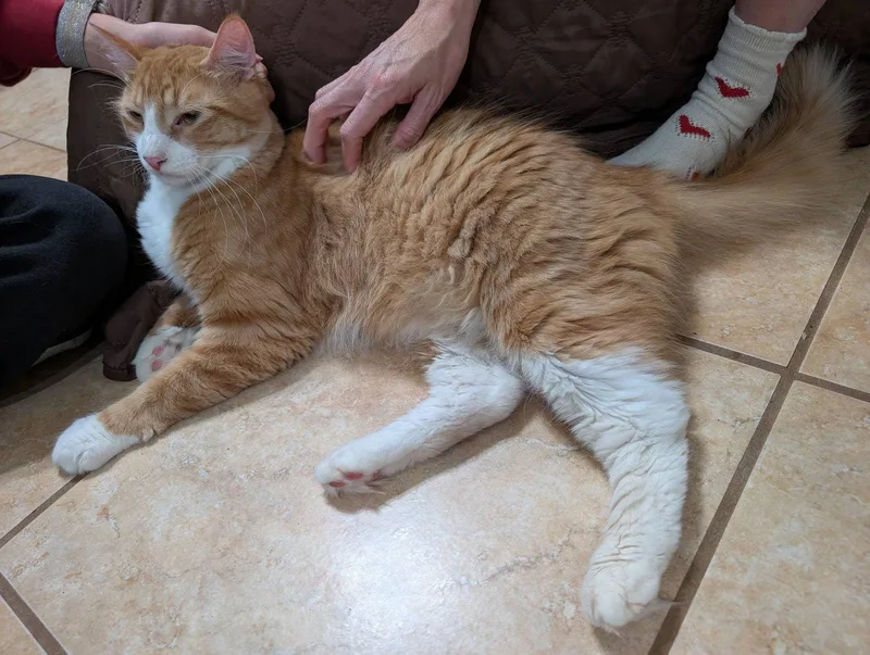 Carinoso thumbnail 2