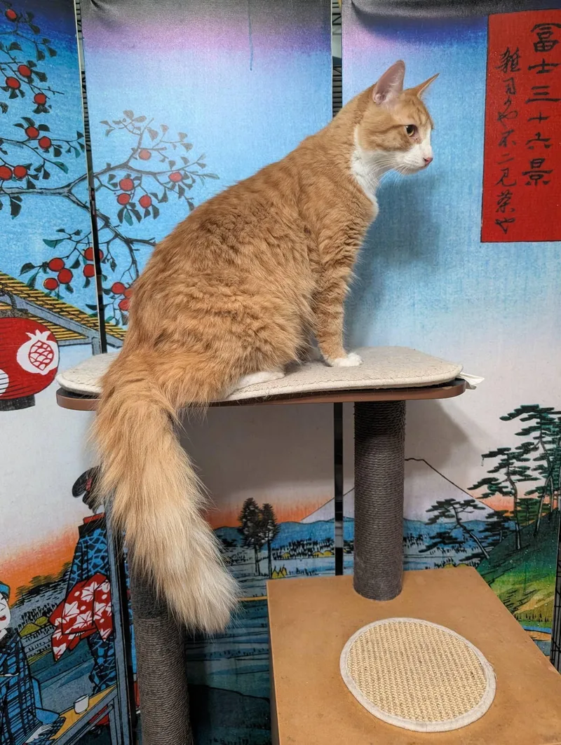 Carinoso thumbnail 3