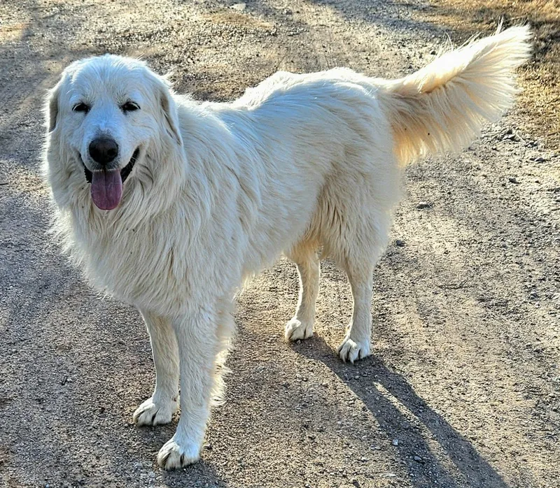 Snowflake thumbnail 2