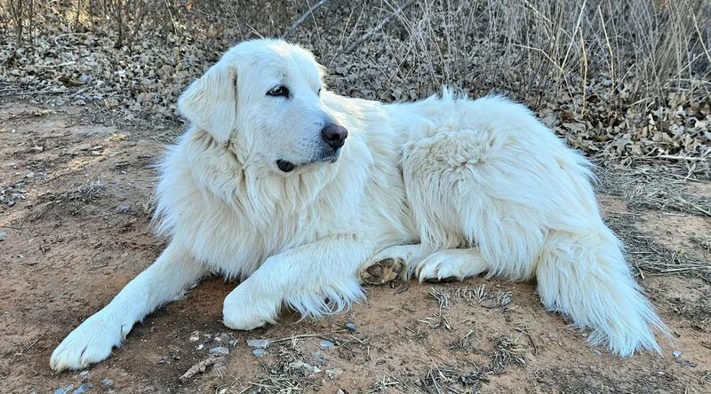 Snowflake thumbnail 3