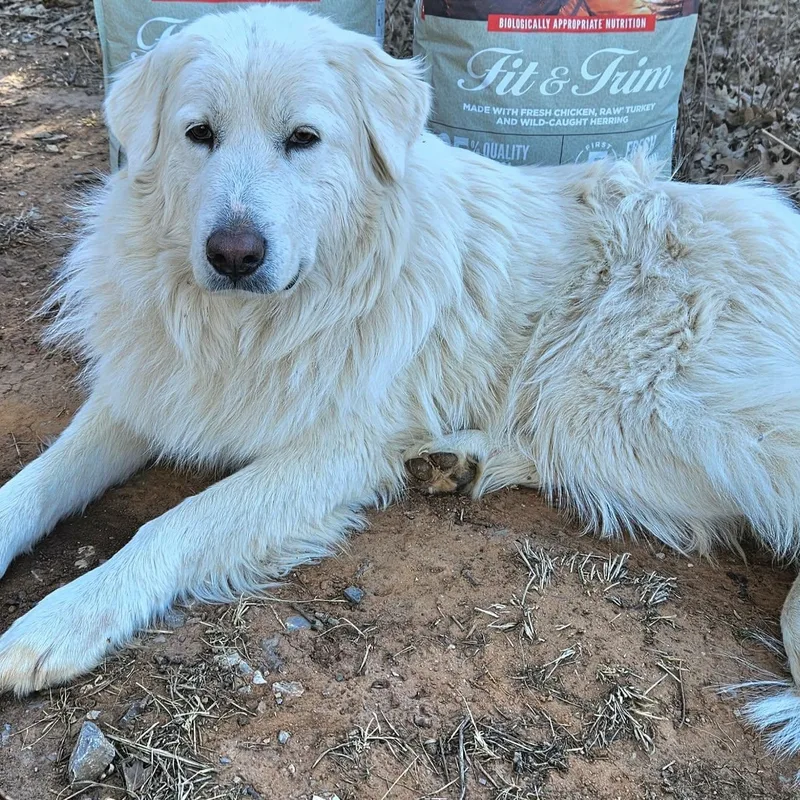 Snowflake thumbnail 4