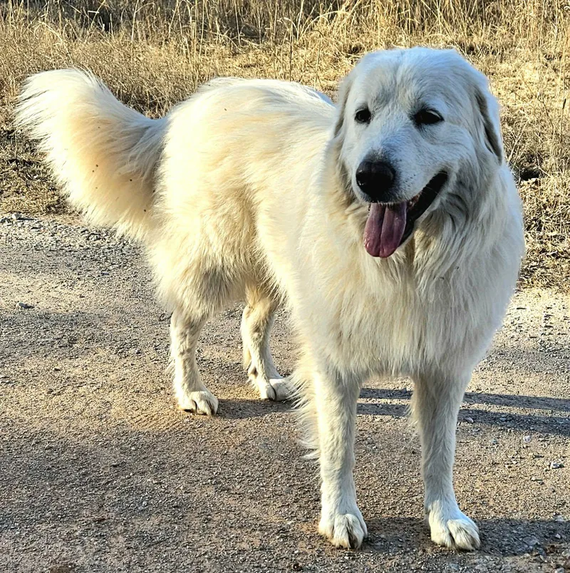 Snowflake thumbnail 5