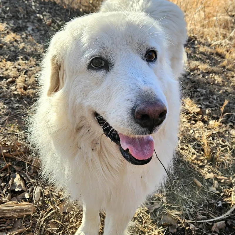 Snowflake thumbnail 6