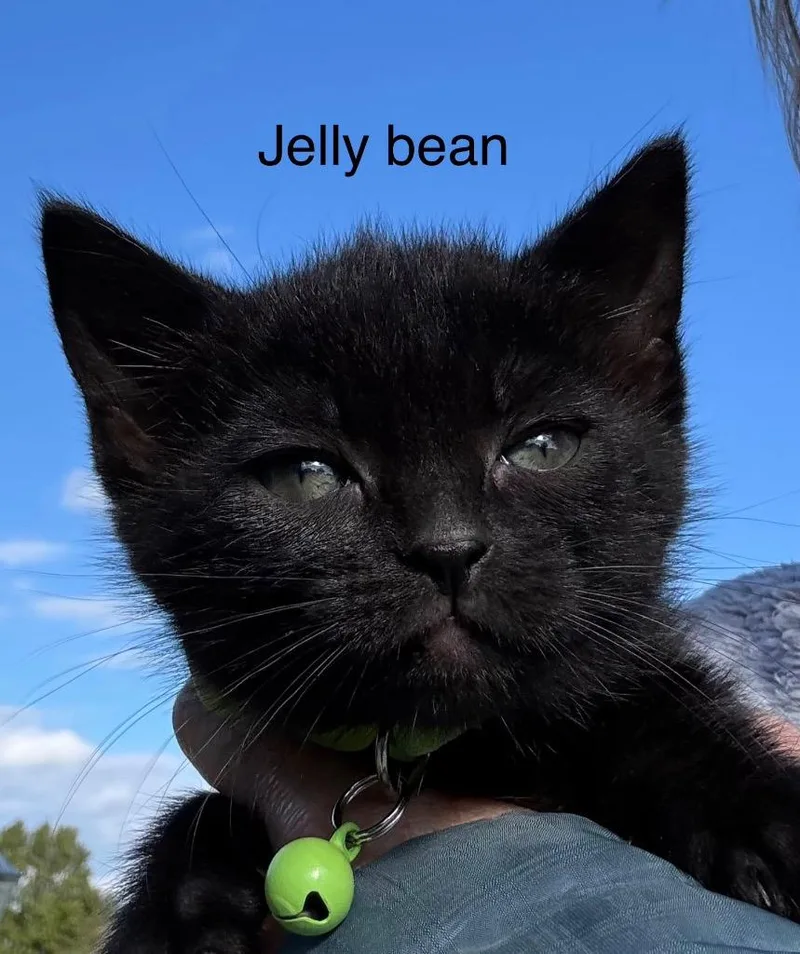 A baby small-sized female Domestic Short Hair cat named Jelly Bean for adoption in Syracuse, IN