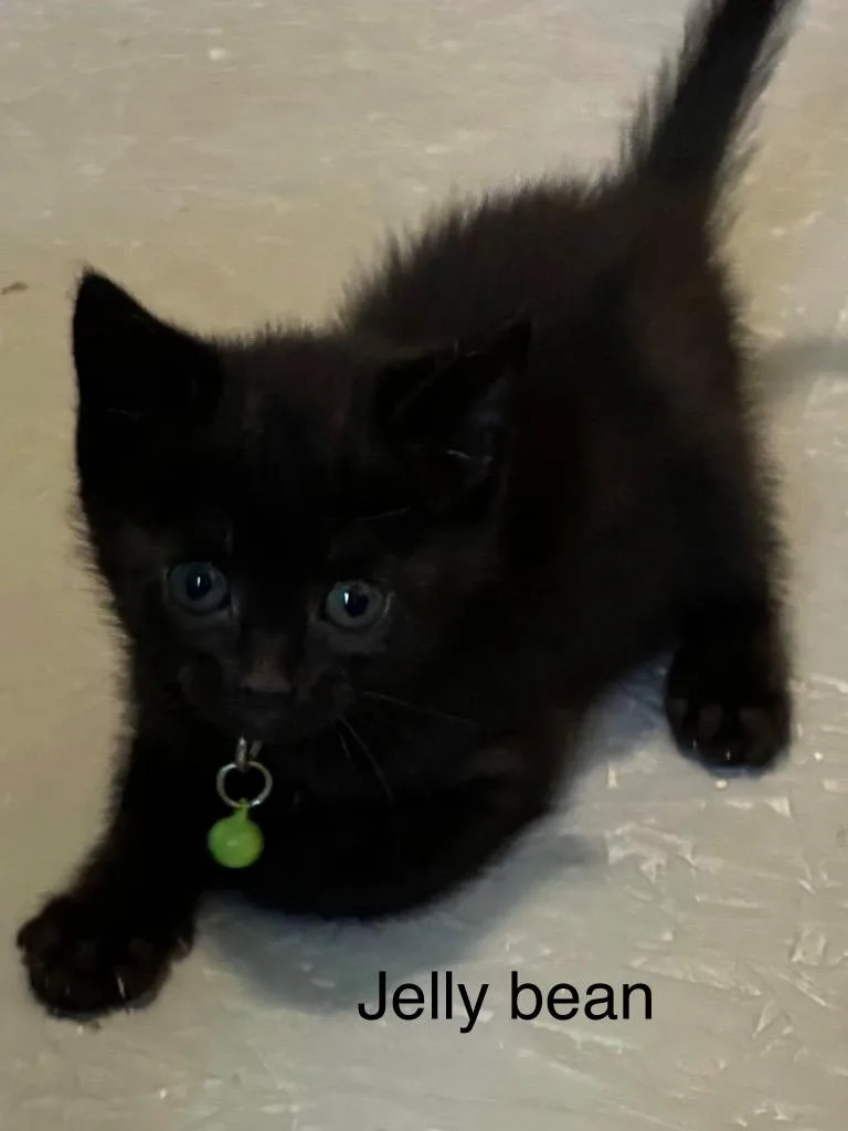 Jelly Bean thumbnail 2