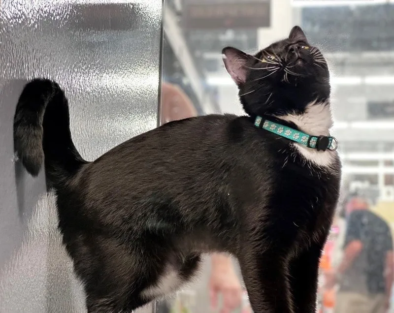 A young medium-sized female Black & White / Tuxedo Domestic Short Hair cat named Toothless for adoption in Deltona, FL