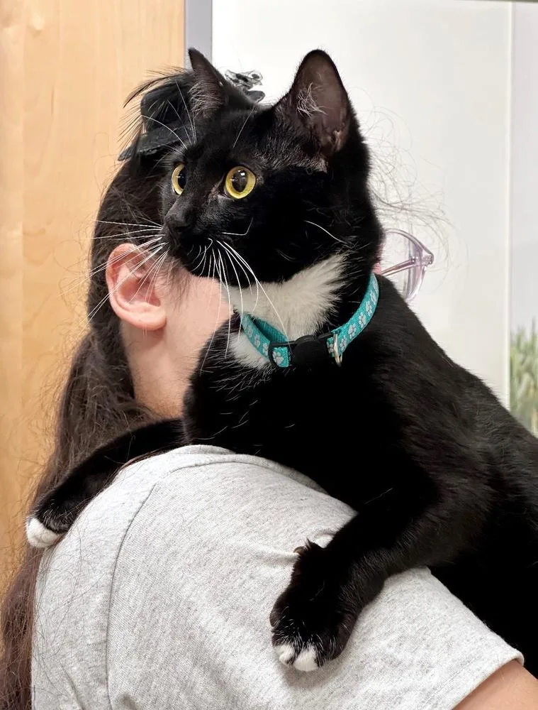Toothless thumbnail 2