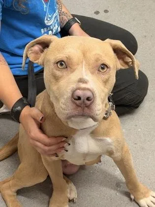 An adult medium-sized female Mixed Breed dog named Sassy Fka Tess for adoption in West Chester, PA