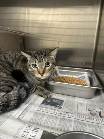 A young medium-sized male Domestic Short Hair cat named Buddy for adoption in Los Angeles, CA
