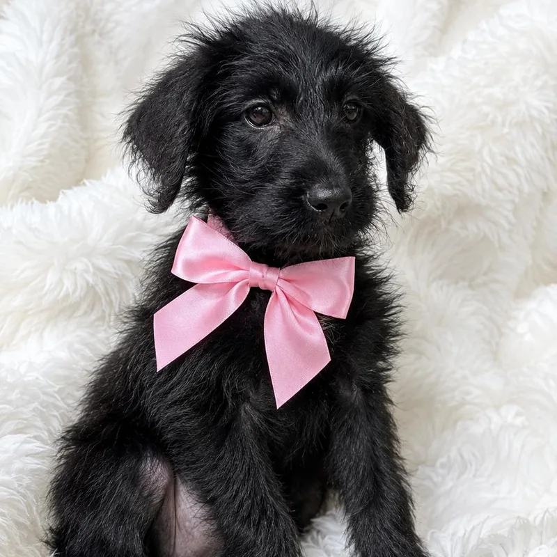 A baby large-sized female Black Labradoodle dog named Lolly for adoption in Crosby, TX