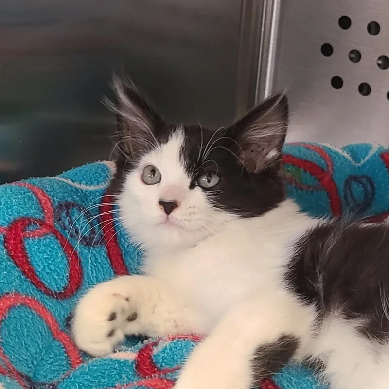 An adult small-sized male Black Domestic Long Hair cat named Winston "Seeker" for adoption in Denver, CO