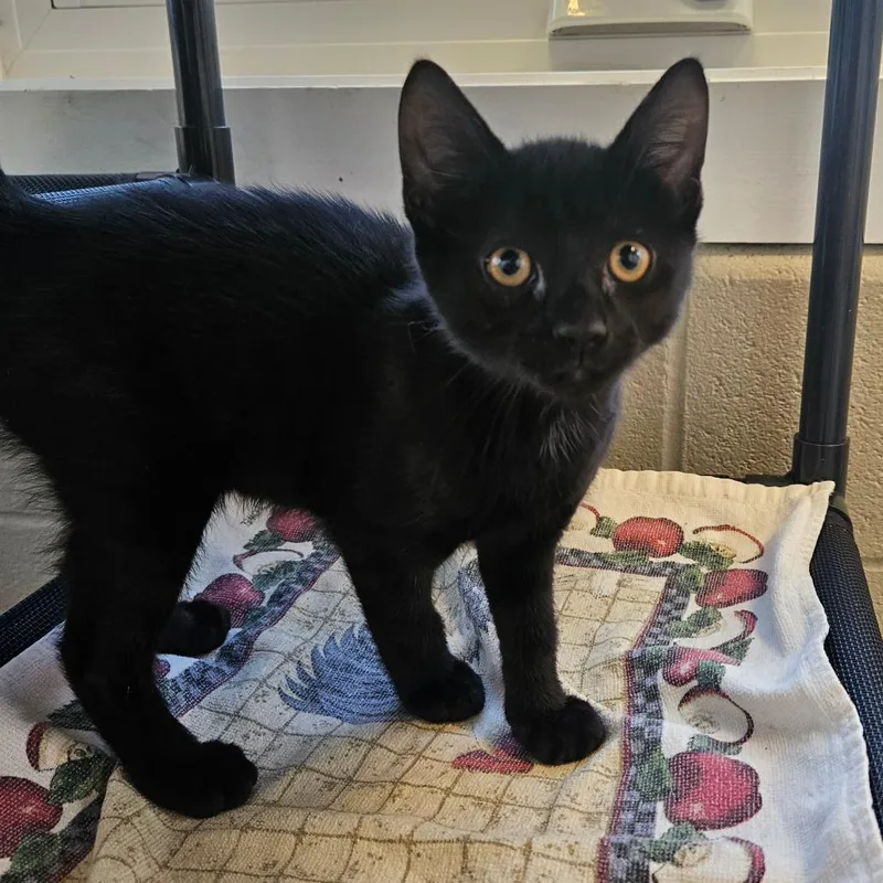 A baby small-sized male Black Domestic Short Hair cat named Uber Eats for adoption in Gloucester, VA